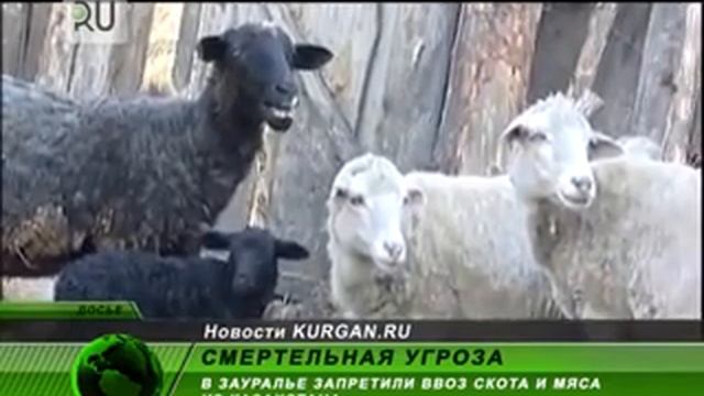 Россельхознадзор запретил ввоз скота и мяса из Казахстана смотреть онлайн