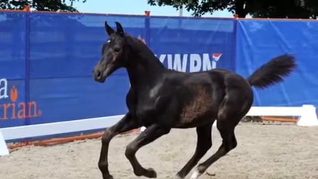 Notorious P [Cornet Obolensky x Ahorn x Ferro] KWPN colt смотреть онлайн