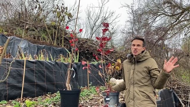Planting Cornus Kousa 'Nicole' & Cotinus 'Grace'. Prepare the garden for winter. Baltic Gardening смотреть онлайн
