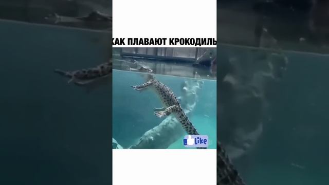 как плавают крокодилы? приколы 2022 #shorts #tiktok #funny #animal смотреть онлайн