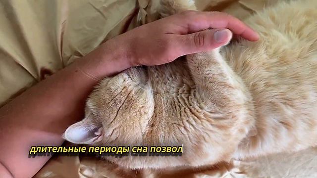 Почему коты много спят #рекомендации #кот #кошки #питомцы смотреть онлайн