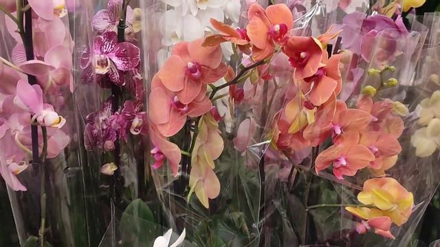 Сортовые орхидеи в Эпицентре (Днепр, Слобожанское) по 295 грн😃🌺❤️🥳 смотреть онлайн