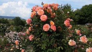 Роза Ла Вилла Котта, Питомник Роз Полины Козловой rozarium.biz