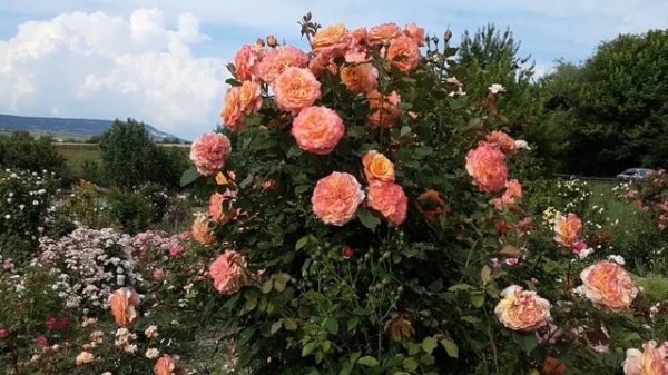 Роза Ла Вилла Котта, Питомник Роз Полины Козловой rozarium.biz