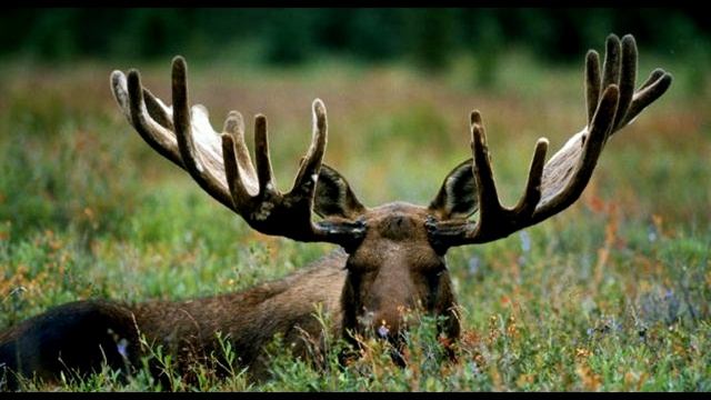 Пока что, посасывают тока они - Леди из ги Мёртвая Хватка смотреть онлайн