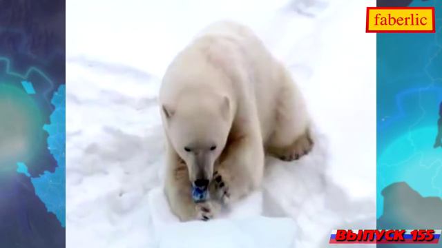 Время - вперёд! Выпуск 155 (10 августа 2015) смотреть онлайн