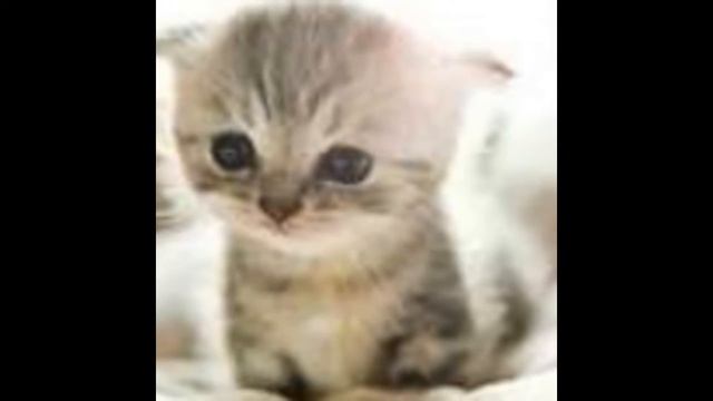 смотреть всем срочно!!это очень мило смотреть онлайн