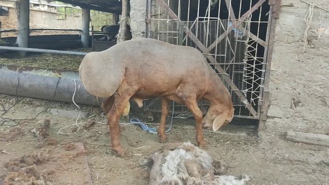 (1359) Ушастик после стрижки смотреть онлайн