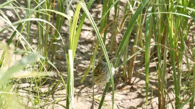 Овсянка Тростниковая смотреть онлайн