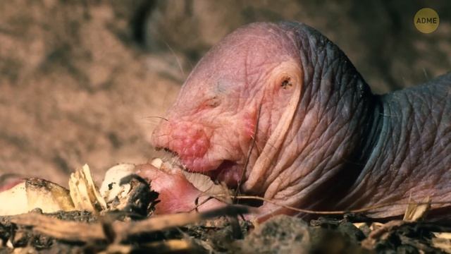 10+ невинных на вид животных с тайными дикими чертами характера смотреть онлайн