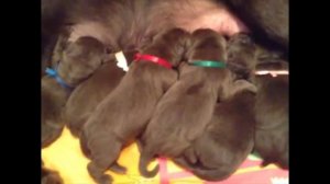 Щенки лабрадора-ретривера 15.11.15 Puppy labrador-retriver