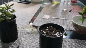 УКОРЕНЕНИЕ АЗАЛИИ. Результат укоренения азалий. 12.05.2023