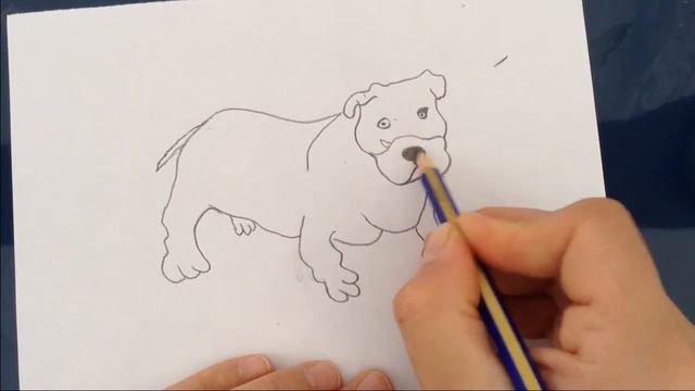 Pitbull Köpek Nasıl Çizilir? - anaokulu etkinlikleri - okul öncesi etkinlikler - easy drawings смотреть онлайн