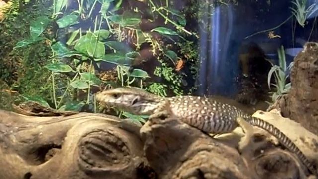 новорожденный капский варан смотреть онлайн