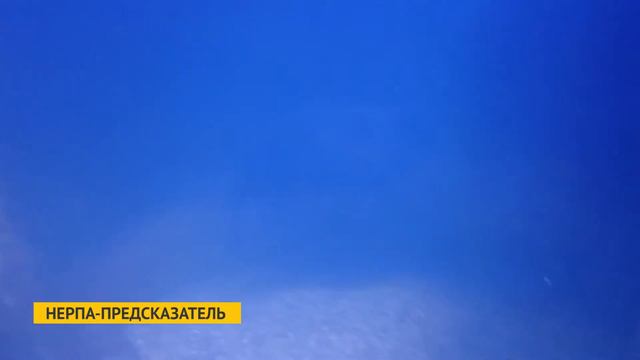 Нерпа - предсказатель