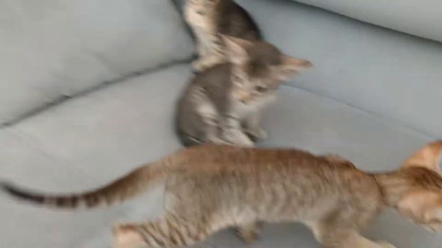 Litter V Brand смотреть онлайн