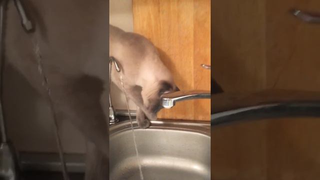 Мокрый кот смотреть онлайн