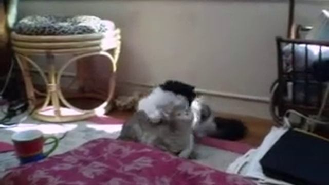 MaoMao2 with garden cat смотреть онлайн