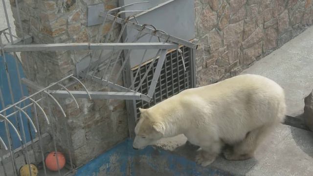 アルツィンが気になるアイリシャ (Белые медведи Айриша и Алтын, 1 мая 2014, Челябинский зоопарк) смотреть онлайн