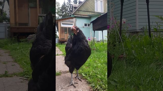 Клубники у нас... куры не клюют. смотреть онлайн