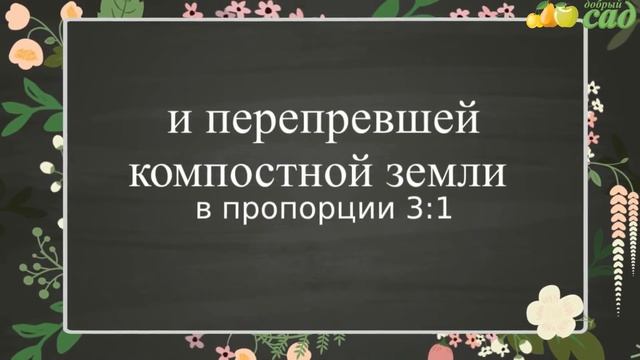 Посадка рододендрона - как правильно посадить рододендрон смотреть онлайн