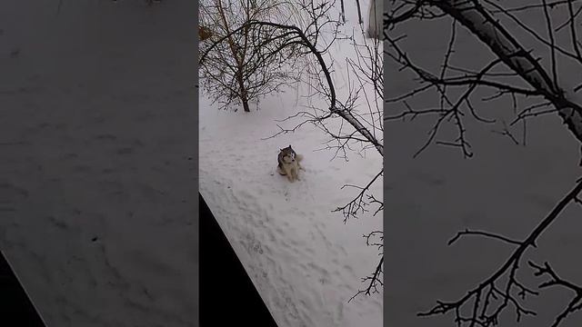 Вой маламута и хозяйки