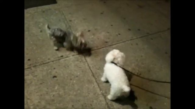 Сute dog lumps playing смотреть онлайн