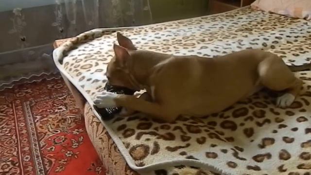 СТАФФОРД СТЕЛЛА - 5мес смотреть онлайн