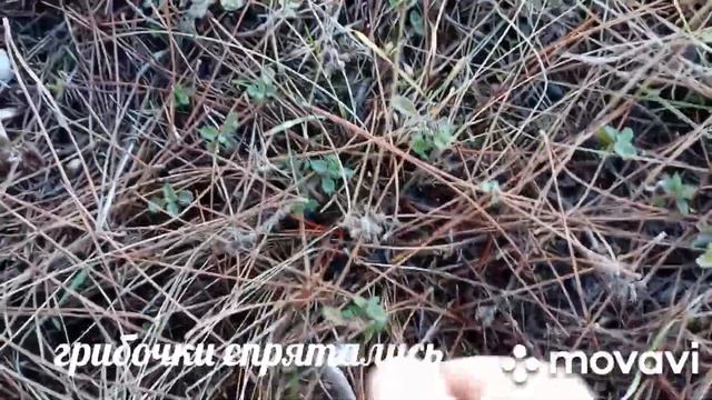 собираем грибы "Мышата" 8.12.22 смотреть онлайн