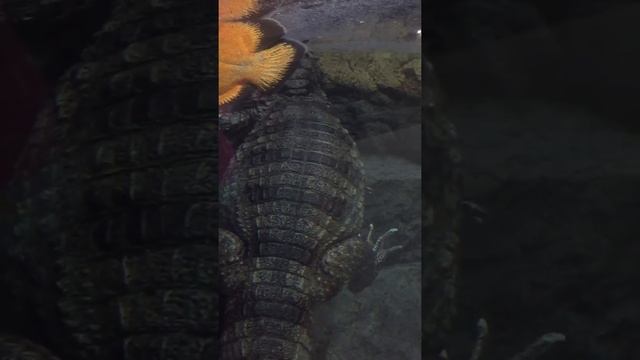 КРОКОДИЛОВЫЙ КАЙМАН Caiman crocodilus смотреть онлайн