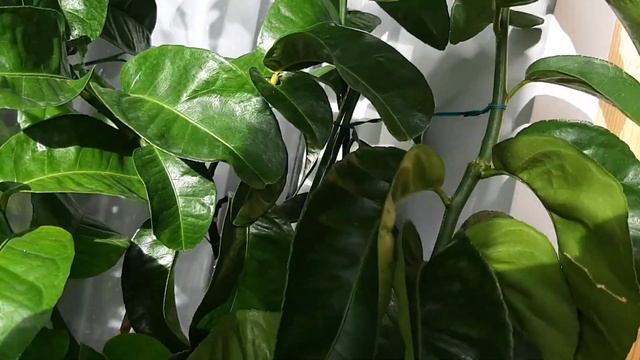 Обзор цитрусовых на балконе. Цветет Мелароза. Спеют лимоны и кумкваты смотреть онлайн