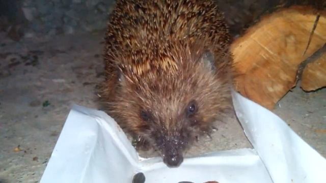 Ежик в Крыму, щелкает семечки с шоколадом. смотреть онлайн