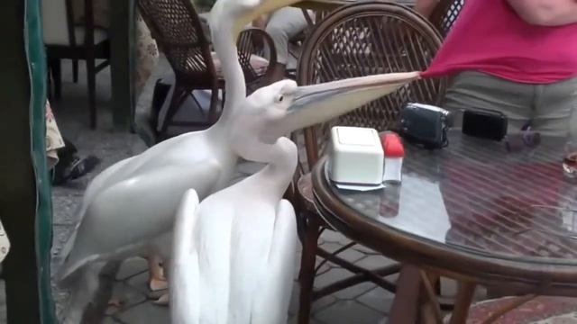 Самые смешные видео Просто умора