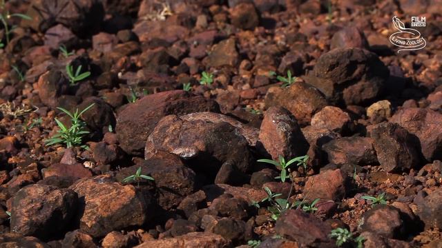 The venomous snakes of Africa - DESERTS, Cape cobra, Red spitting cobra, Puff adder, Carpet viper смотреть онлайн