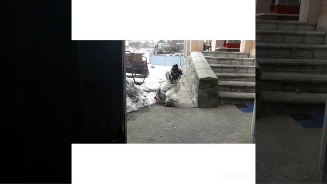 Куры брама светлая 2018.light brahma2018 смотреть онлайн