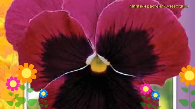 Виола гибридная Розмари. Краткий обзор, описание характеристик, где купить семена viola wittrockian смотреть онлайн