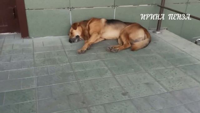 ?СОБАКИ СПЯТ???МЕСТНЫЙ РЫНОК???ЦЕНЫ?ФИКСПРАЙС. смотреть онлайн