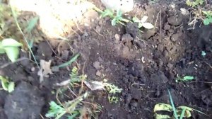 урожай картошки из элитных семян -Утро раннее.