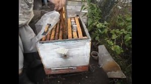 как определить, что в семье пчел необходимо сменить матку