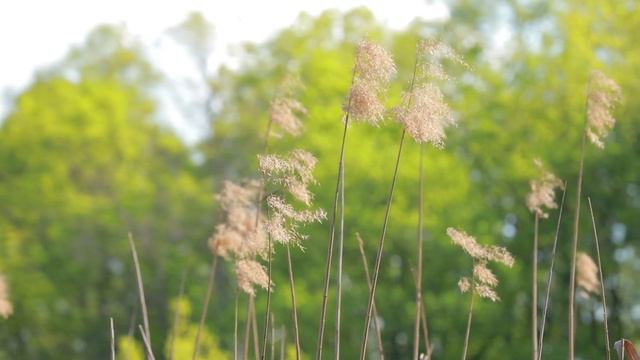 Кемран и Луиза. Свадебное видео Крымск смотреть онлайн
