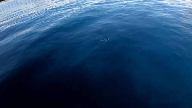 quick vid from this morning fishing l raillings l saipan l hookit смотреть онлайн