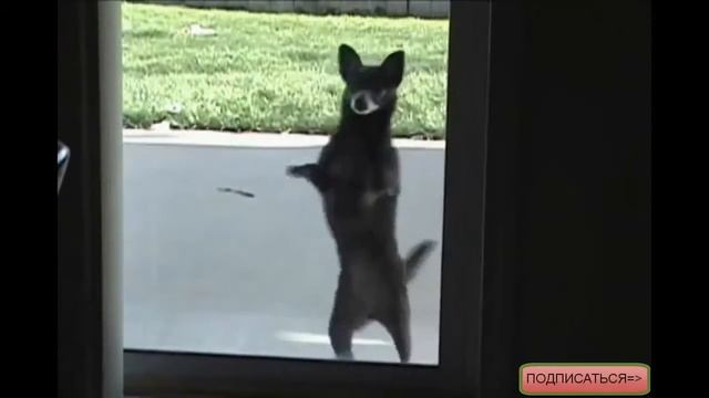 Собака Танцевака!АХАХ Пес Танцует! Самые смешные видео смотреть онлайн