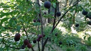 Абрикос сорт Черный принц.Выращивание.Секрет большого урожая