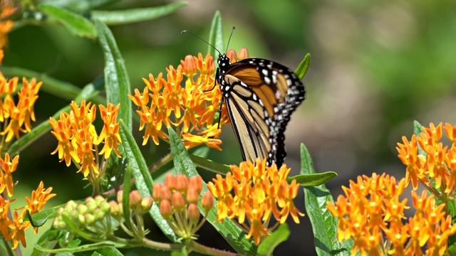 Monarch Butterfly on Orange Butterfly Weed (Asclepias tuberosa) смотреть онлайн