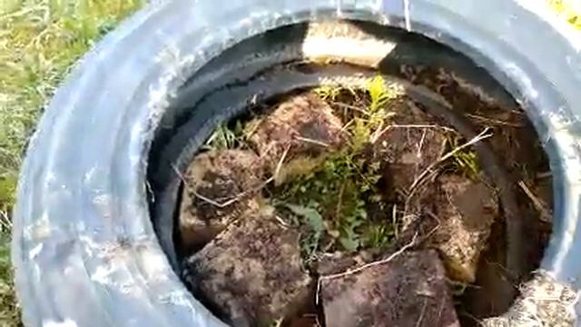 Цитрусовая бронебойная культура, которая выдерживает минус 18 мороза. смотреть онлайн