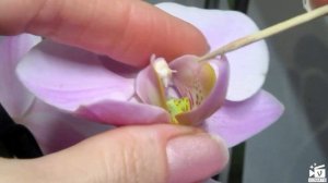 Как получить семена Орхидеи? Опыление Орхидеи.