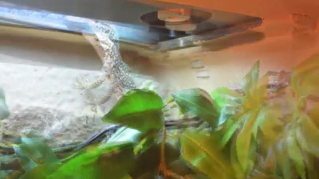 Varanus Timorensis смотреть онлайн