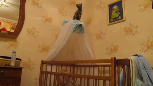 Кошка лазит по детской кроватке Kat climbs on a cot смотреть онлайн