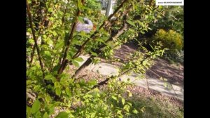 ЛУИЗЕАНИЯ (Миндаль трёхлопастный, Трилоба). СЕКРЕТ пышного  ЦВЕТЕНИЯ. Обрезка, болезни, размножение