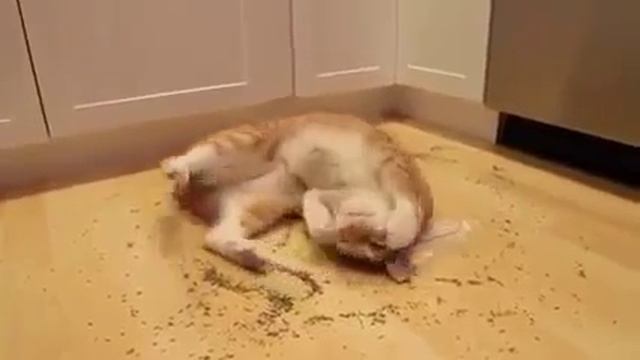 Кот нашел кошачью мяту . смотреть онлайн